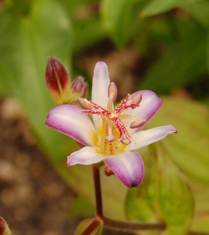 Tricyrtis "Tojen"