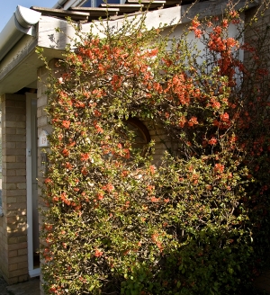 japonica on the south wall of the porch
