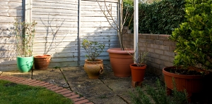 potted plants - honeysuckle - fig - fruit, at the end of the rear garden