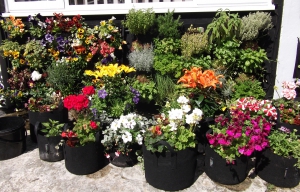 We decided to brighten up our office court yard last year. what to plant this year, exciting times!