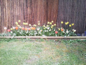A few more tulips out.