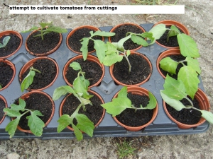 New Tomato Plants from Cuttings?