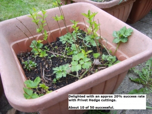 Privet cuttings