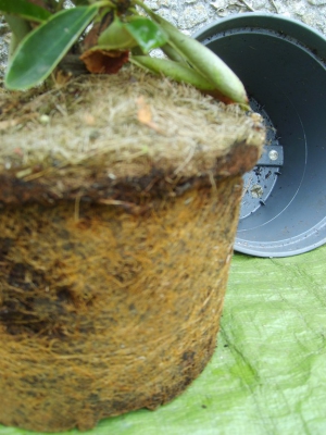 Rhododendron need re-potting?