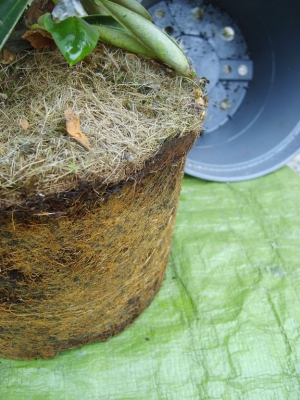 Rhododendron need re-potting?