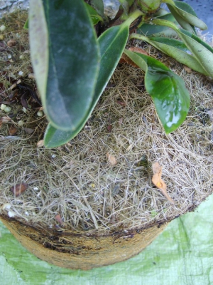 Rhododendron need re-potting?