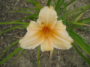 First to bloom and get nibbled!