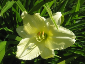 I love this one it's pale primrose yellow and flowers for ever!