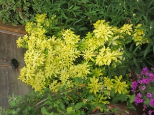 Need Identification Please