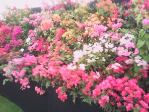 Piccy's of RHS Tatton Park flower show 2015