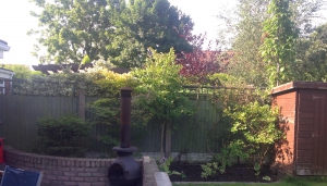 My new garden, before I make changes