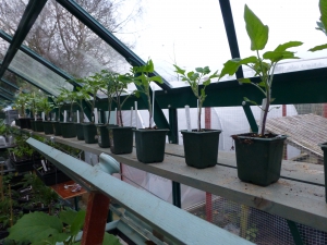 Tomato grafts season 2015
