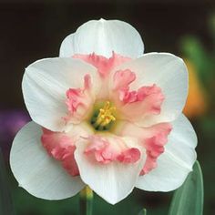 Narcissus "Pink Wonder"