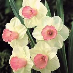 Daffodil "Salome"