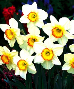 NARCISSUS -FLOWER RECORD