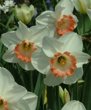 NARCISSUS -PINK CHARM