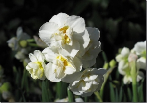 Narcissus "Cheerfulness"