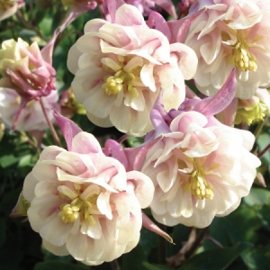 Aquilegia -Winky Double " Appleblossom"