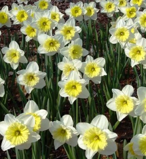 Narcissus "Ice Follies"