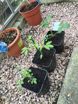 Tomatoes and strawberry
