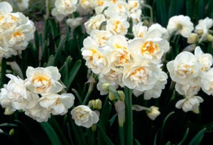 Daffodil 'Bridal Crown'