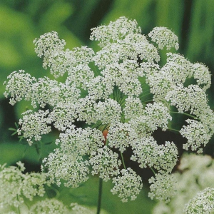 Ammi majus