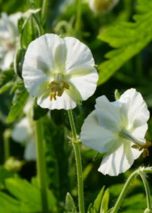 Hardy Geranium varieties in my garden