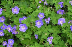 Hardy Geranium"Rozanne"