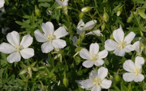 Geranium sanguineum" Album"