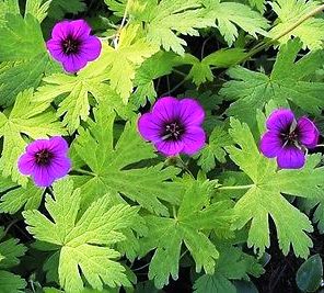 Hardy Geranium"Ann Folkard"