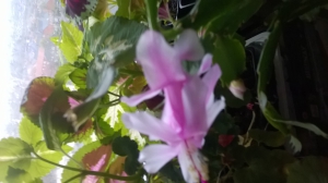 photo's month by month