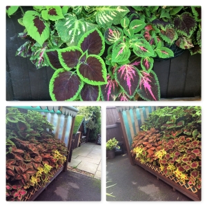 End photo of covered Coleus