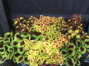 3 Different Coleus