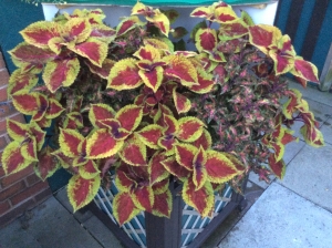 This planter was wind damaged ,so built a 2 sided windbraker Helped a little in months ahead.