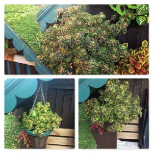 Hanging baskets went from strength to strength