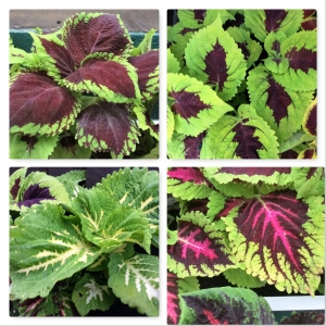 Kong coleus grew 5 types mosaic is the one missing.