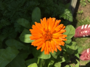 Pot Marigold are opening daily