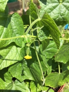 My first year growing Cucamelons (Mexican gherkin)
