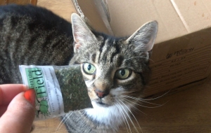 Weirdo cat going insane with Catnip