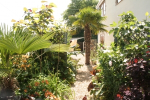 More back of the house.  Excuse the barabantia tree