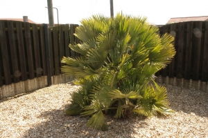 Back of the house - focal point for the end of the garden