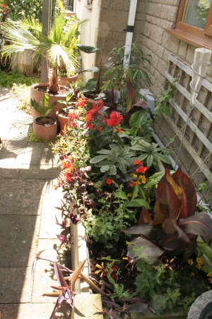 Under the kitchen window - back of the house