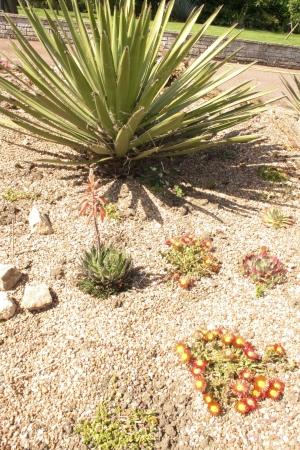 Aloe Aristata in flower