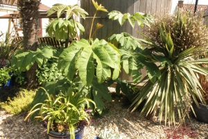 Med area - T Rex and Yucca