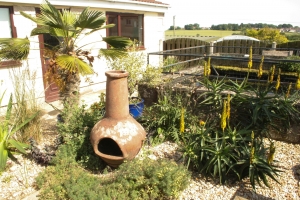 Med area - slow growing palm and Aloe striatula