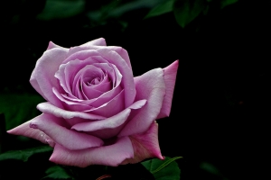 The art of photographing flowers is to keep the fine detail. Sometimes I also like to remove the...