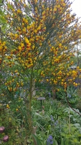 Its not often you see red and yellow next to each other with such jarring distinction between...