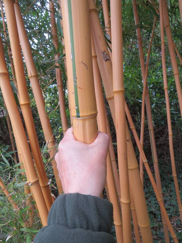 How do you make bamboo get really thick stems? Gardeners